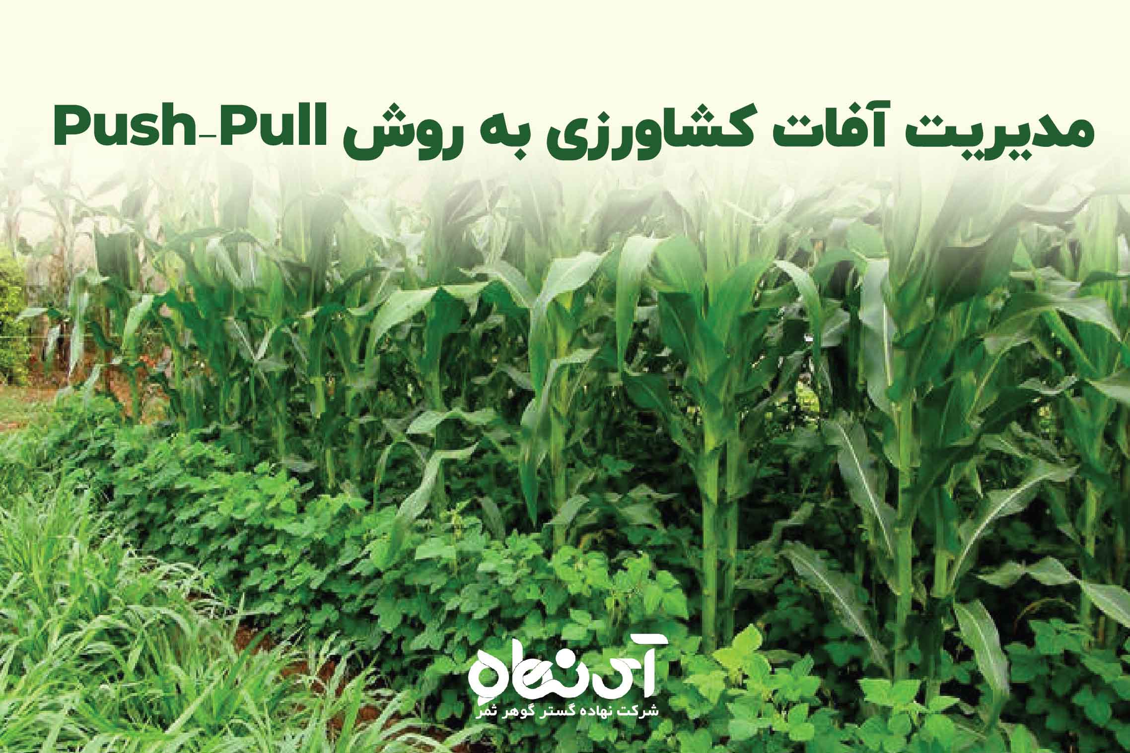 مدیریت آفات کشاورزی به روش Push–Pull